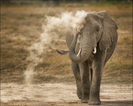 Dust Bath