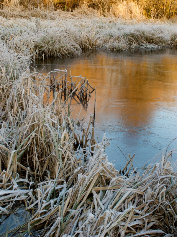 Winter Bog 1