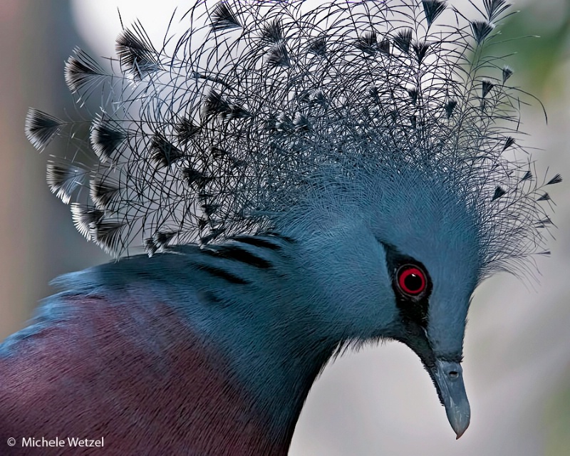 Victoria Crowned Pigeon