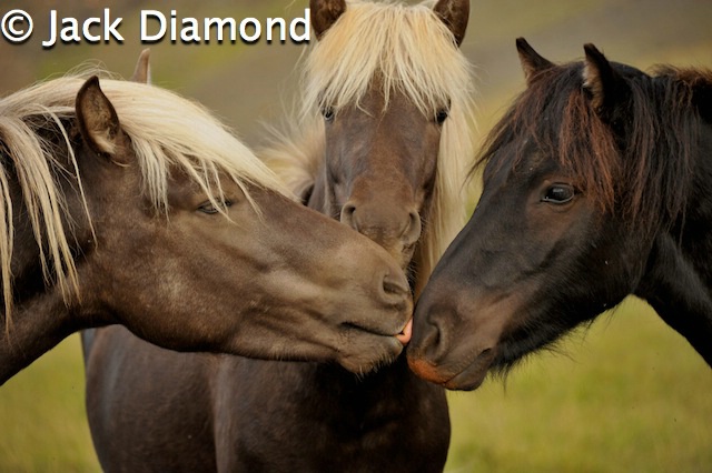 Icelandic Horses