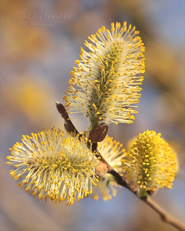 Spring Willow