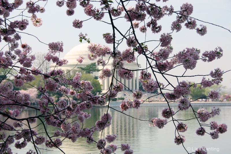 Jefferson Memorial behind Cherry Blossoms