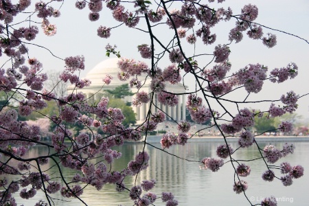 Jefferson Memorial behind Cherry Blossoms