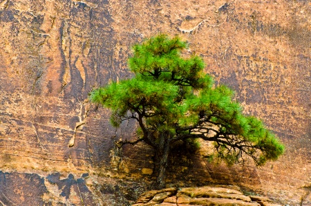 Rock Wall Tree
