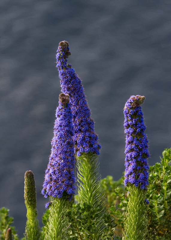 Big Sur Spring