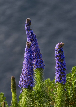 Big Sur Spring