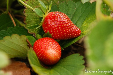 strawberries-0002