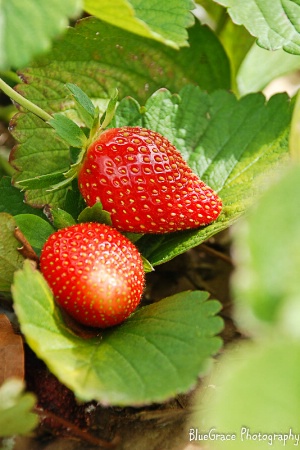 strawberries-0004