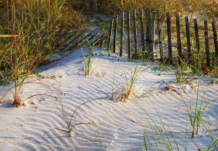 Beach Lines