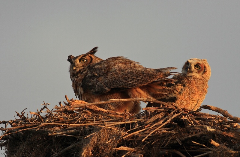 GH Owls, Adult w/ Baby