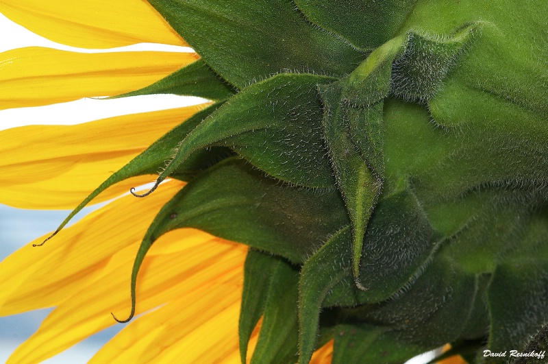 Backside Sunflower