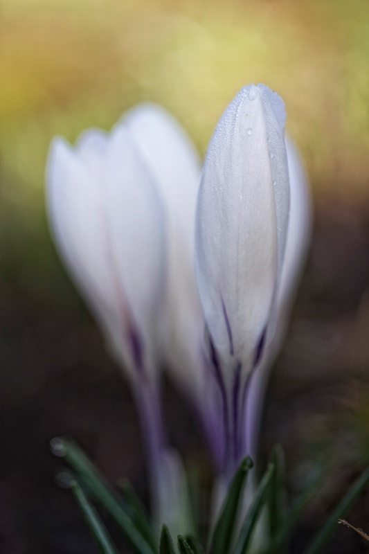 Pat's White Crocus