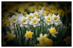 Daffodils !