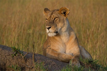 Sunset on the Mara