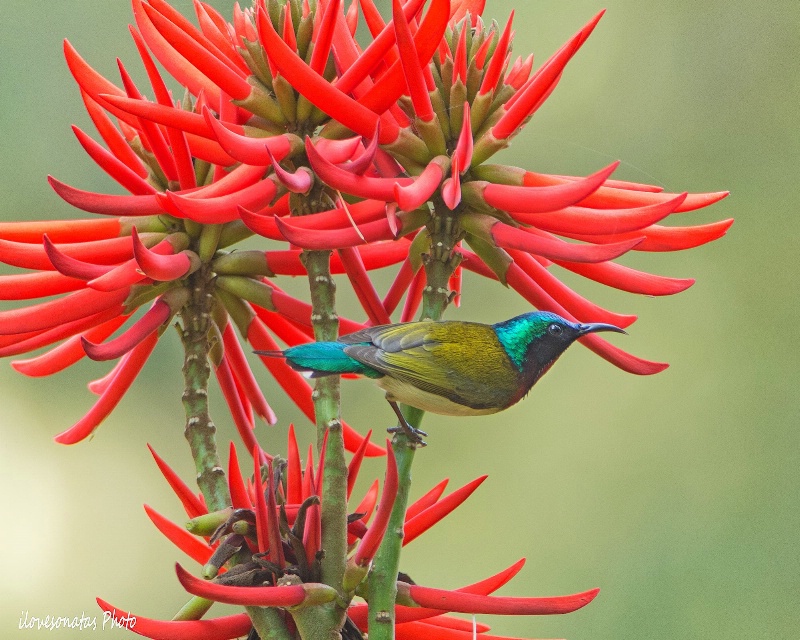 Sunbird and the Ivory Coral Blossom