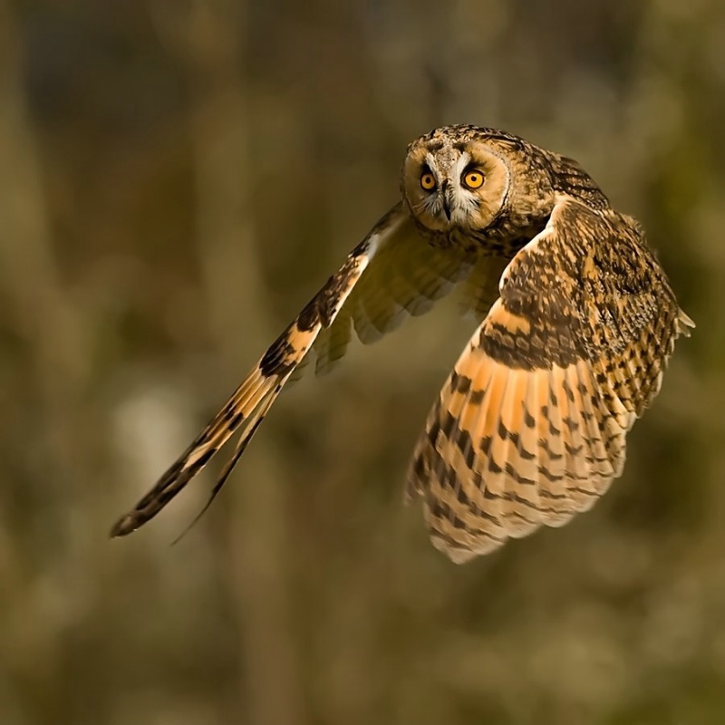 Eagle-Owl