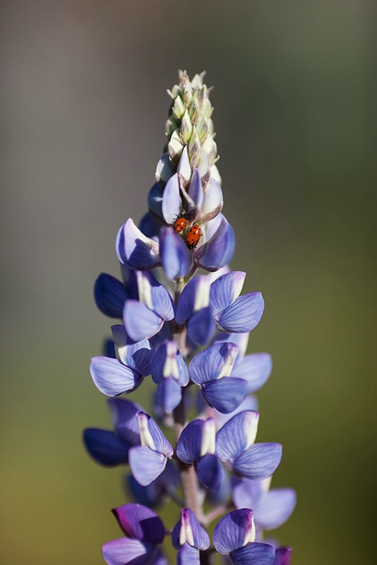 Lupine and Lady Bugs