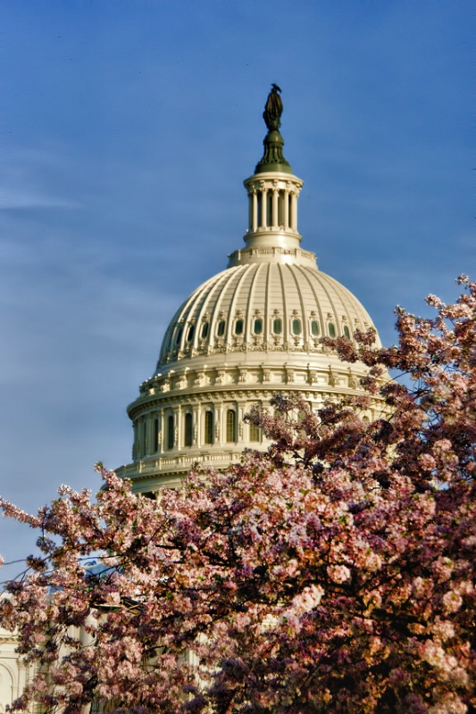 Capitol Blossoms