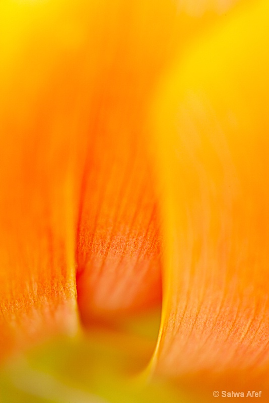 Petal Art 4
