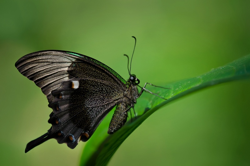 Sparkling Wings