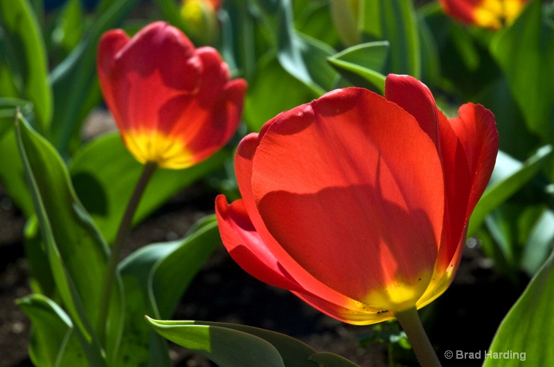 Translucent Tulip 