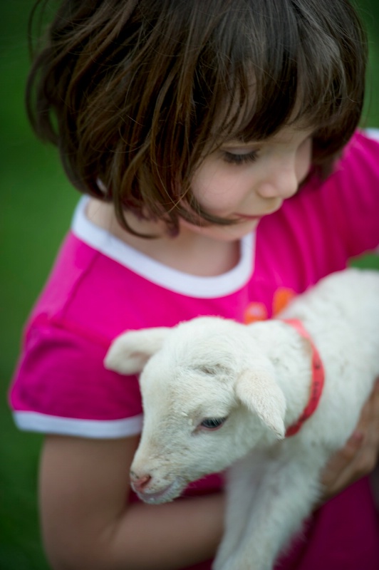 Baby Lambs