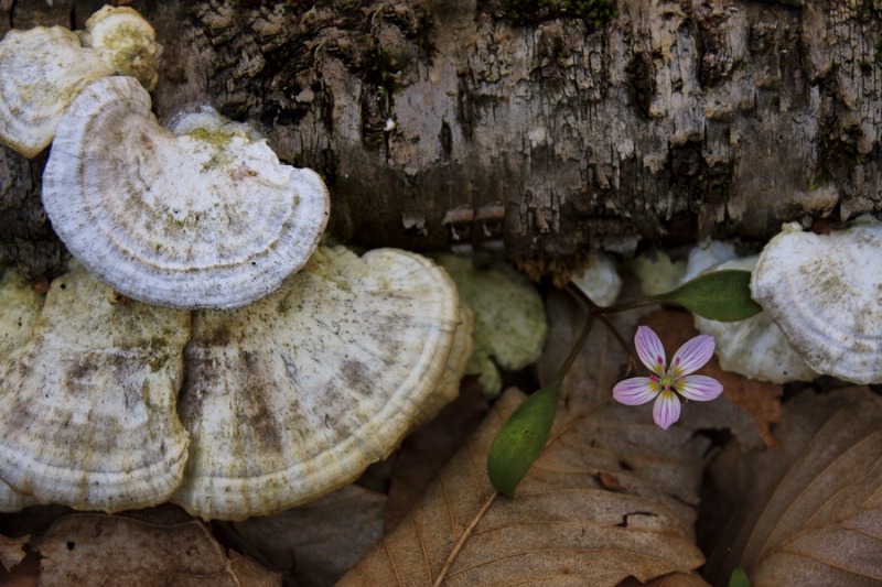 Spring Beauty among the Fungus
