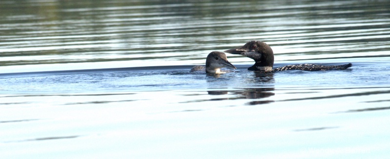 Loon couple - ID: 12848725 © Wendy A. Barrett