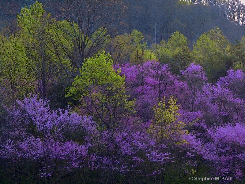 Redbud Spring