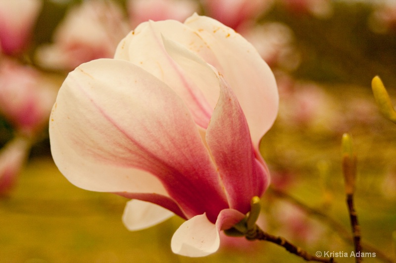 Spring Magnolia Bloom