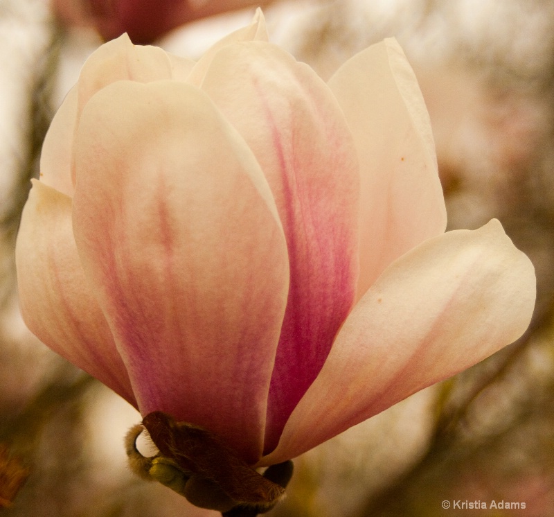 Spring Magnolia