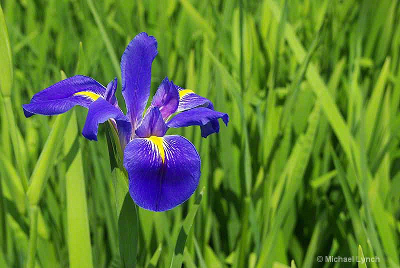 Okinawa Iris 2012