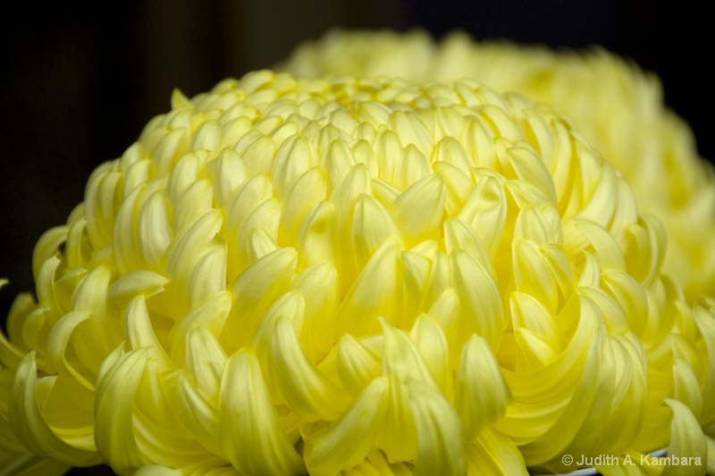 大菊 - large chrysanthemum