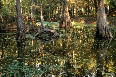 Two O'Clock Bayou