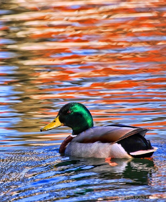 Swimming In Colorful Waters