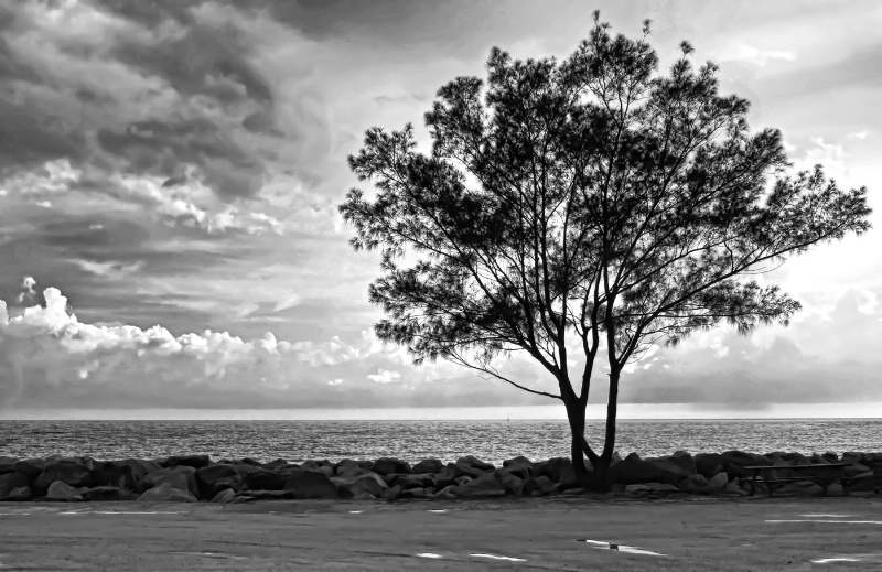 Tree by the Jetty