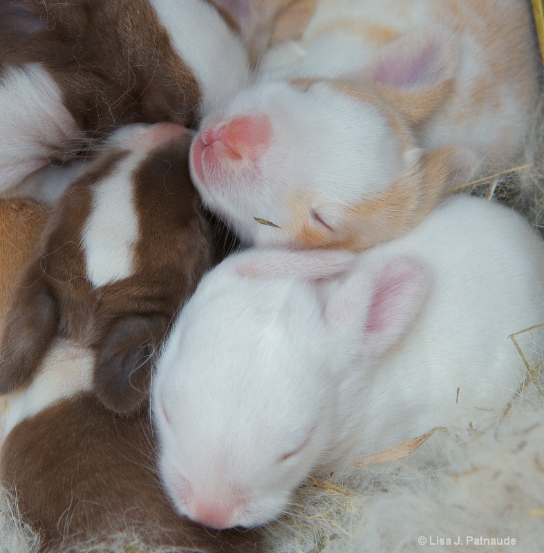 10 day old baby bunnies