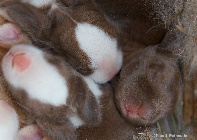 10 day old baby bunnies
