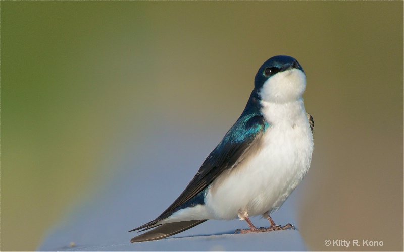 Tree Swallow Blowing Up