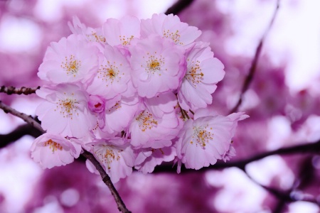 CHERRY BLOSSOMS