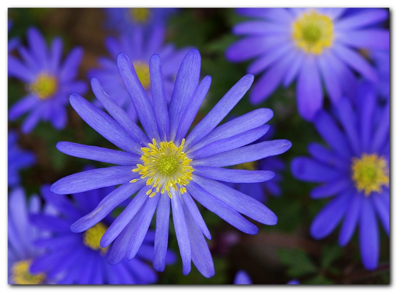 Spring flowers