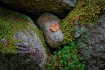 A Natural Still L...