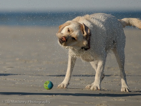 Shaking It Off!