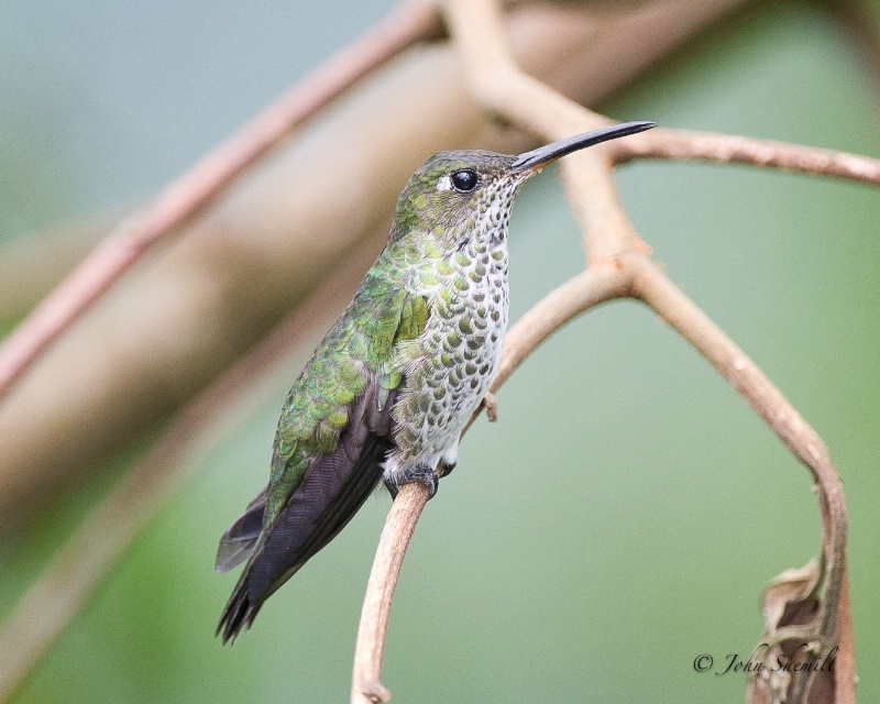 Many Spotted Hummingbird - Feb 27th, 2012 - ID: 12853476 © John Shemilt