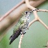 © John Shemilt PhotoID# 12853476: Many Spotted Hummingbird - Feb 27th, 2012