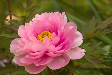 Japanese Peony