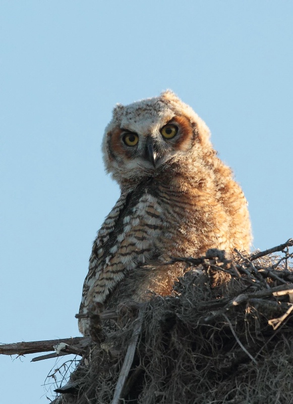 Baby Great Horned Owl