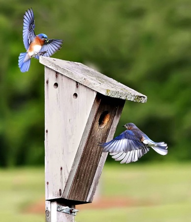 Bluebirds