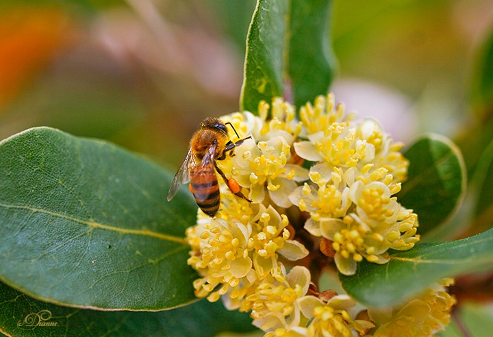 The bee tree