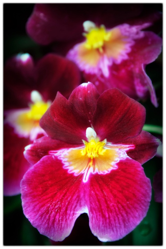 Pansy Orchids